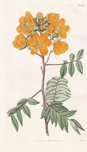 Cassia Ligustrina. Privet-Leaved Cassia Tab. 1829 - North America Nordamerika / Pflanze Planzen plant plants /