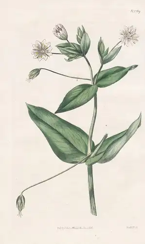 Cerastium Amplexicaule. Glaucous Chickweed. Tab. 1789 - Pflanze Planzen plant plants / flower flowers Blume Bl