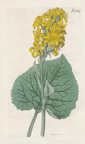 Cineraria sibirica. Siberian cineraria. Tab. 1869 - Siberia Sibirien / Hungary Ungarn / Pflanze Planzen plant