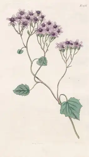 Cineraria Aurita. Purple-Flowered Cineraria. Tab. 1786 - Madeira / Pflanze Planzen plant plants / flower flowe
