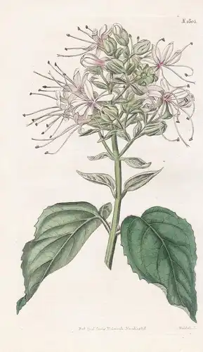 Clerodendrum Visvosum. Clammy Clerodendrum. Tab. 1805 - East-Indies / Pflanze Planzen plant plants / flower fl