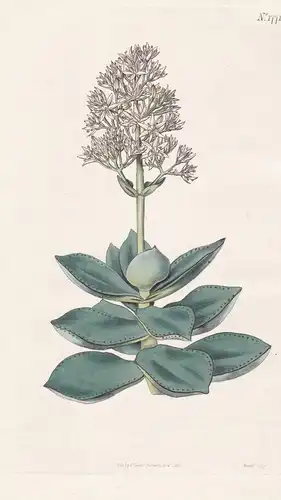 Crassula lactea. White Crassula. Tab. 1771 - South Africa Südafrika / Pflanze Planzen plant plants / flower fl