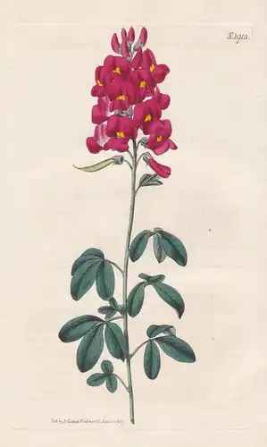 Crotalaria purpurea. Crimson-flowered crotalaria. 1913 - South Africa / Pflanze Planzen plant plants / flower