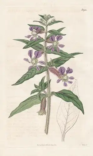 Cuphea procumbens. Procumbent cuprea. 1931 - Mexico Mexiko / Pflanze Planzen plant plants / flower flowers Blu