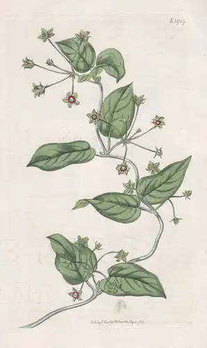 Cynanchum viridiflorum. Green-flowered cynanchum. 1929 - East Indies / Pflanze Planzen plant plants / flower f