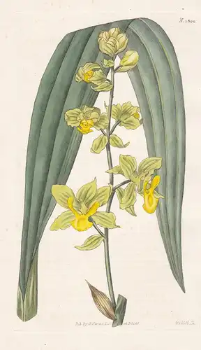 Cyrtopodium Andersonii. Anderson's Cyrtopodium. Tab. 1800 - West-Indies / Orchidee Orchid / Pflanze Planzen pl