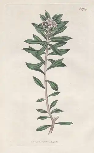 Daphne oleoides. Cretan daphne. 1917 - Crete Kreta / Pflanze Planzen plant plants / flower flowers Blume Blume
