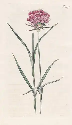 Dianthus artorubens. Cluster-headed Pink. Tab. 1775 - Nelken / Pflanze Planzen plant plants / flower flowers B