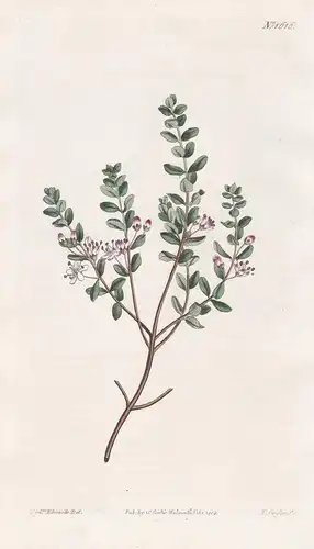 Diosma ovata. Oval-leaved Diosma. Tab. 1616 - South Africa Südafrika / Pflanze Planzen plant plants / flower f