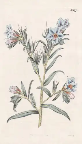 Echium fruticosum minor. Lesser shrubby viper's-bugloss. Tab. 1772 - South Africa Südafrika / Pflanze Planzen
