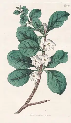 Gardenia Randia. Round-Leaved Gardenia, or Indigo-Berry. Tab. 1841 - Pflanze Planzen plant plants / flower flo