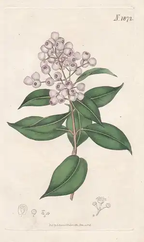 Eugenia elliptica. Round-fruited eugenia. 1872 - Australia Australien / Pflanze Planzen plant plants / flower