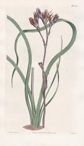Haemodorum Planifolium. Dingy-flowered Haemodorum. Tab. 1610 - Australia Australien / Pflanze Planzen plant pl