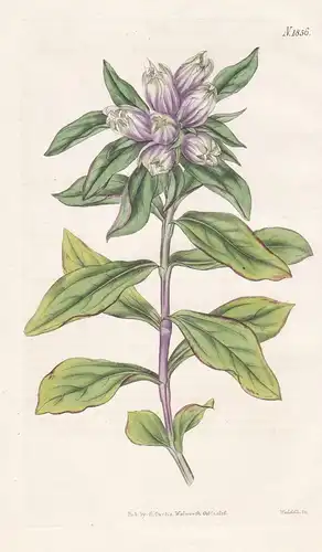 Gentiana Incarnata. Lyon's Gentian. Tab. 1856 - Enzian / Carolina / Pflanze Planzen plant plants / flower flow