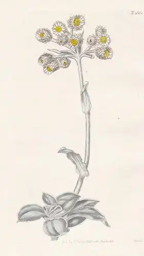 Gnaphalium Fruticans. Shrubby Everlasting. Tab. 1802 - South Africa Südafrika / Pflanze Planzen plant plants /