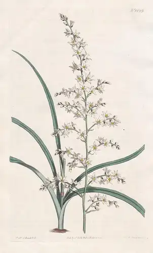 Helonias graminea. Grass-leaved Helonias. Tab. 1599 - North America Nordamerika / Pflanze Planzen plant plants