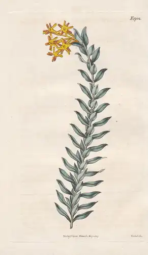 Gnidia oppositifolia. Opposite-leaved gnidia. 1902 - South Africa Südafrika / Pflanze Planzen plant plants / f