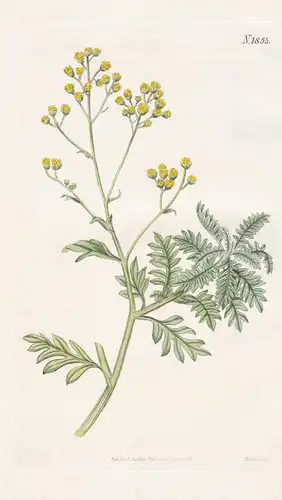 Hippia Frutescens. Shrubby Hippia. Tab. 1855 - South Africa Südafrika / Pflanze Planzen plant plants / flower