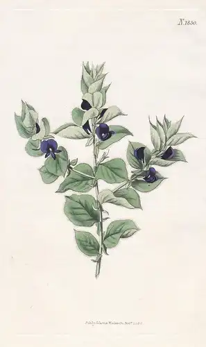 Hallia Imbricata. Imbricated Hallia. Tab. 1850 - South Africa Südafrika / Pflanze Planzen plant plants / flowe