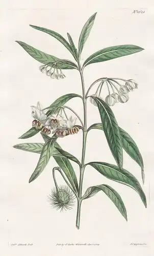 Gomphocarpus fruticosus. Willow-leaved Gomphocarpus. Tab. 1628 - South Africa Südafrika / Pflanze Planzen plan