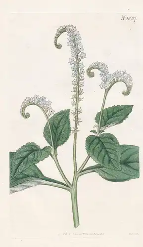 Heliotropium Indicum. Indian Turnsole or Heliotrope. Tab. 1837 - West-Indies / Pflanze Planzen plant plants /