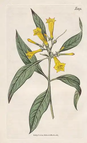 Hamelia ventricosa. Large-flowered hamelia. 1894 - Pflanze Planzen plant plants / flower flowers Blume Blumen