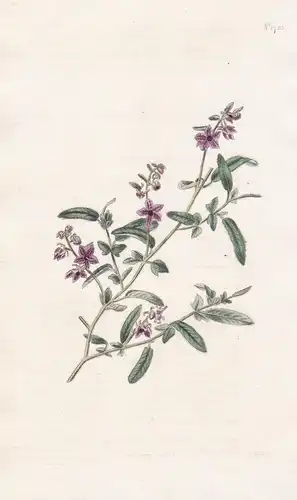 Lasiopetalum Purpureum. Purple-Flowered Lasiopetalum. 1755 - Australia Australien / Pflanze Planzen plant plan