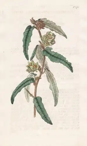 Lasiopetalum Ferrugineum. Rusty Lasiopetalum. 1766 -  Australia Australien / Pflanze Planzen plant plants / fl