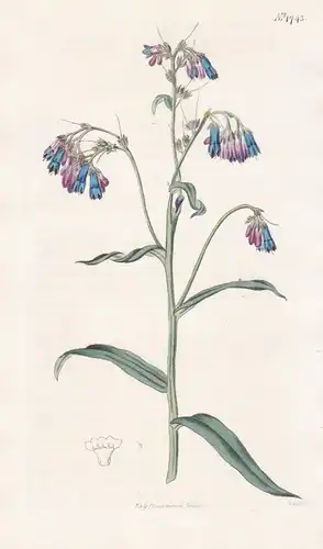 Pulmonaria Davurica. Daurian Lung-Wort. 1743 - Pflanze Planzen plant plants / flower flowers Blume Blumen / bo