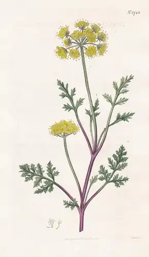 Seseli Divaricatum. Shining Seseli. 1742 - Louisiana / Pflanze Planzen plant plants / flower flowers Blume Blu