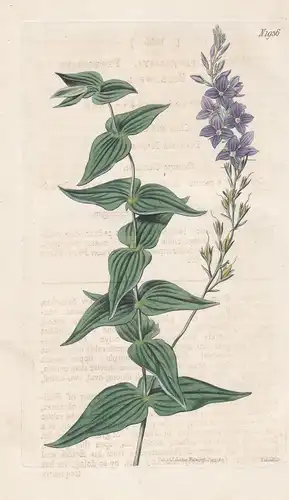 Veronica perfoliata. Perfoliate speedwell. 1936 - Australia / Australien / Pflanze Planzen plant plants / flow