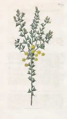 Acacia Decipiens. Paradoxical Acacia. 1745 - Australia Australien / Pflanze Planzen plant plants / flower flow
