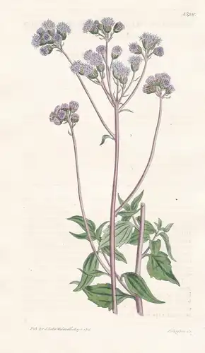 Ageratum Coelestinum. Blue-Flowered Ageratum. 1730  - Pflanze Planzen plant plants / flower flowers Blume Blum