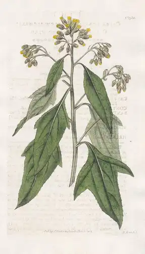 Calea Lobata. Yellow-Flowered Calea, or Halberd-Weed. 1734 - Jameica Jameika / Pflanze Planzen plant plants /