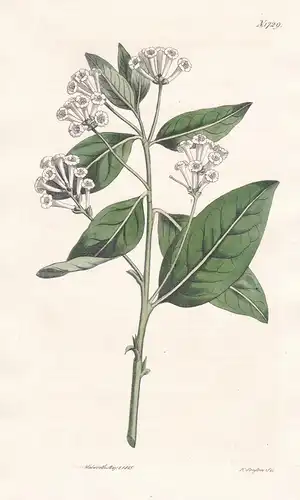 Cestrum Fastigiatum. Honeysuckle Cestrum. 1729  - West-Indies / Pflanze Planzen plant plants / flower flowers