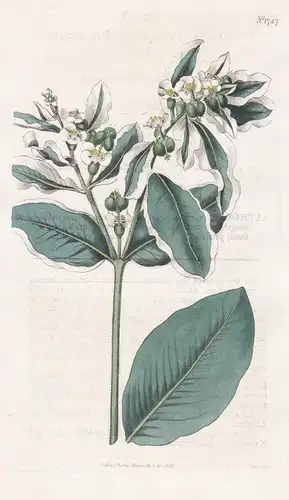 Euphorbia Variegata. Pye-Balled Spurge. 1747 - Louisiana / Pflanze Planzen plant plants / flower flowers Blume