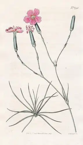 Dianthus Virgineus. Virgin Pink. 1740 - Pflanze Planzen plant plants / flower flowers Blume Blumen / botanical