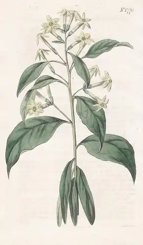 Cestrum Parqui. Willow-Leaved Cestrum. 1770 -  Chile / Pflanze Planzen plant plants / flower flowers Blume Blu
