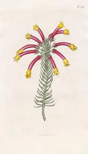 Erica Hibbertiana. Hibbert's Heath. 1758 - South Africa Südafrika /  Pflanze Planzen plant plants / flower flo