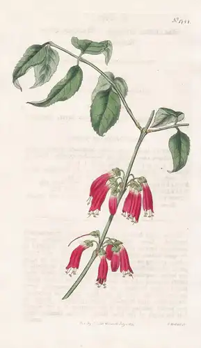 Halleria Lucida. African Fly-Honeysuckle. 1744 - Pflanze Planzen plant plants / flower flowers Blume Blumen /