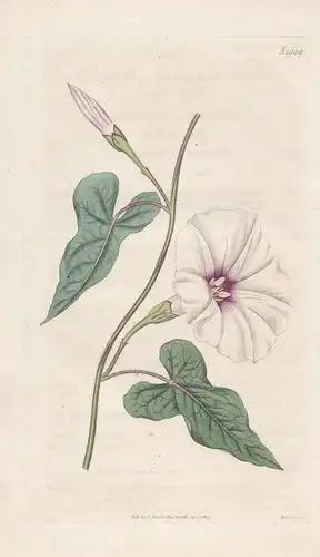 Convolvulus panduratus. Fiddle-leaved bindweed. 1939 - North America / Pflanze Planzen plant plants / flower f