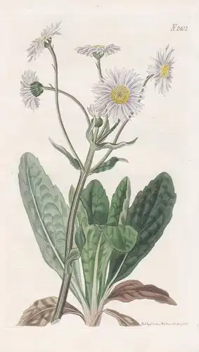 Erigeron Bellidifolium. Plantain-Leaved Erigeron. 2402 - North America Nordamerika / Pflanze Planzen plant pla