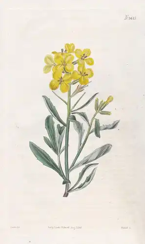 Erysimum Lanceolatum Minus. Sweet-Scented Alpine Hedge-Mustard. 2423 - Pflanze Planzen plant plants / flower f