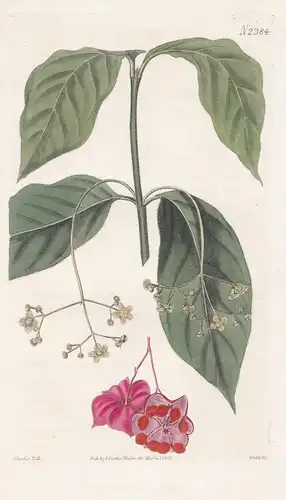 Euonymus Latifolius. Broad-Leaved Spimdle-Tree. 2384 - Chile / Pflanze Planzen plant plants / flower flowers B