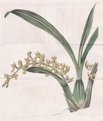 Gomesa recurva. Recurved Gomesa. Tab. 1748 - orchid Orchidee Brazil Brasil Brasilien / Pflanze Planzen plant p