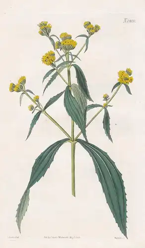 Flaveria Contrayerba. Broad-Leaved Flaveria. 2400 - Peru Chile / Pflanze Planzen plant plants / flower flowers