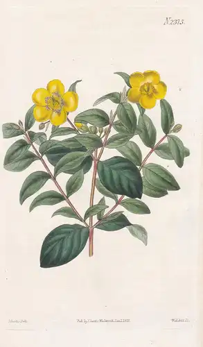 Hypericum Uralum. Myrtle-Leaved St. John's-Wort. 2375 - Nepal / Pflanze Planzen plant plants / flower flowers