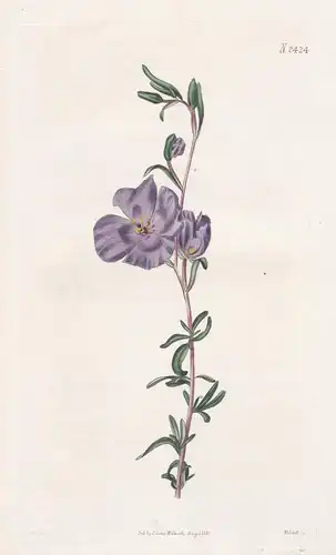 Oenothera Tenella. Slender-Twigged Oenothera. 2424 - Chile / Pflanze Planzen plant plants / flower flowers Blu