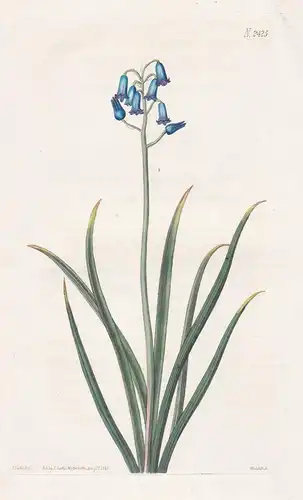 Hyacinthus Amethystinus. Amethyst-Coloured Hyacinth. 2425 - Pflanze Planzen plant plants / flower flowers Blum