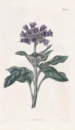 Hyoscyamus Orientalis. Oriental Henbane. 2414 - Iberian Peninsula / Pflanze Planzen plant plants / flower flow